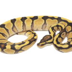 Enchi Yellowbelly Ball Python