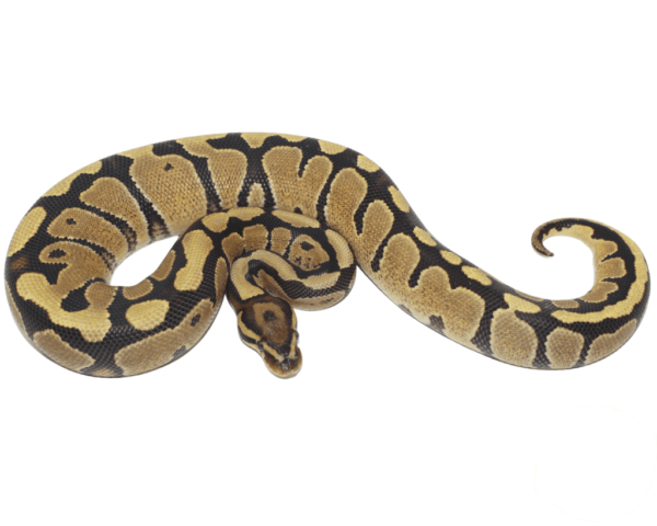 Fire Ball Python