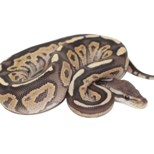 Fire Cinnamon Ball Python Male