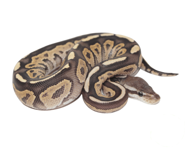 Fire Cinnamon Ball Python Male