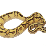 Firefly Enchi Yellowbelly Ball Python