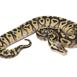 Firefly Gravel Ball Python