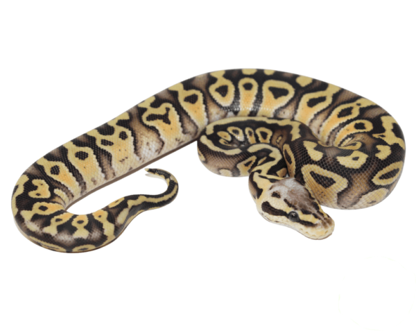 Firefly Gravel Ball Python