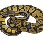 FireFly Yellowbelly Ball Python