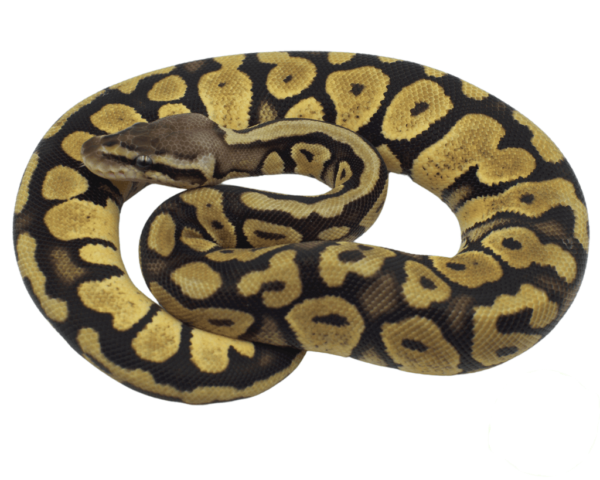 FireFly Yellowbelly Ball Python