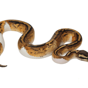 Firefly Yellowbelly Pied Ball Python