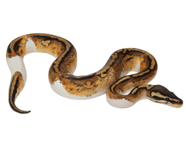 Firefly Yellowbelly Pied Ball Python