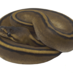 Genetic Stripe Ball Python