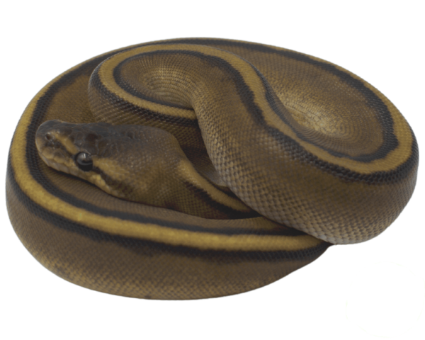 Genetic Stripe Ball Python