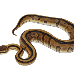 Genetic Stripe Yellowbelly Ball Python