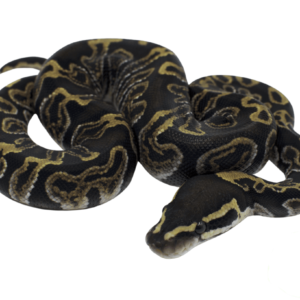 GHI Ball Python