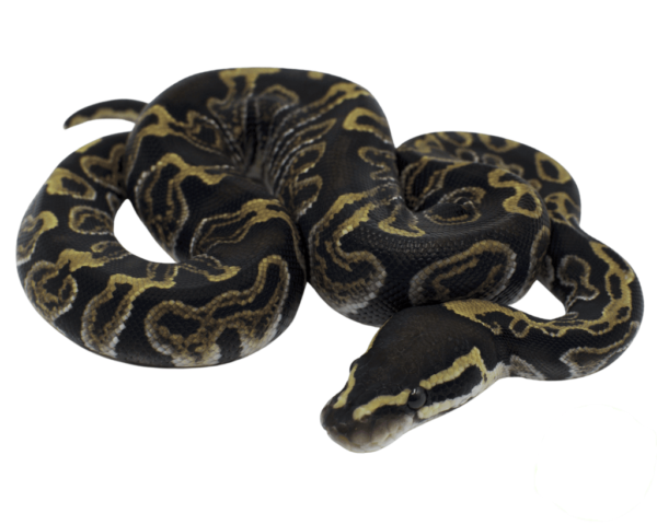 GHI Ball Python