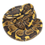 GHI Enchi Ball Python