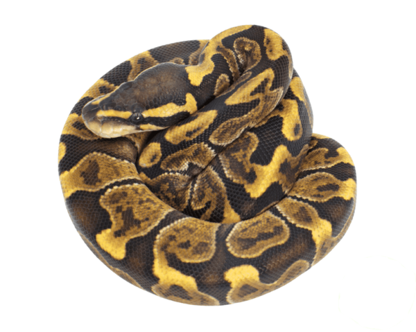 GHI Enchi Ball Python