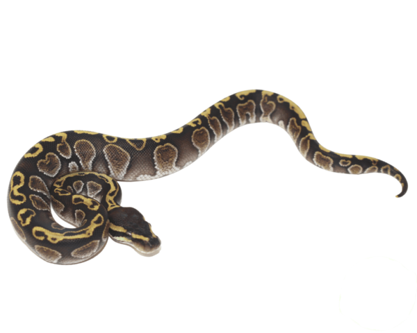 GHI Fire Ball Python