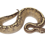 GHI Fire Spark Ball Python