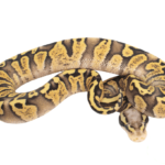 GHI Firefly Ball Python