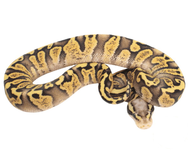 GHI Firefly Ball Python