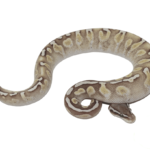 GHI Lesser Enchi Ball Python