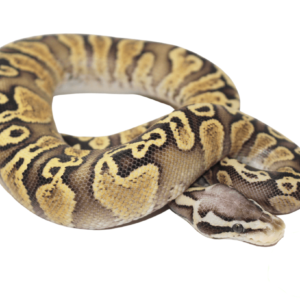 GHI Pastel Spark Ball Python