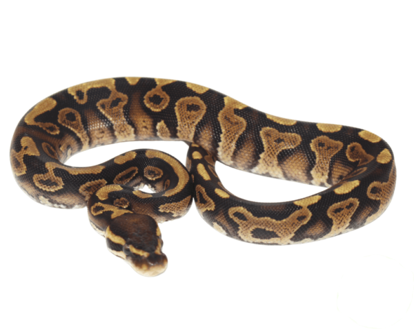 Gravel Ball Python