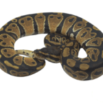 Het Albino Ball Python