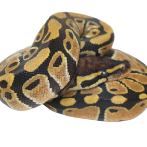 Het Clown Ball Python