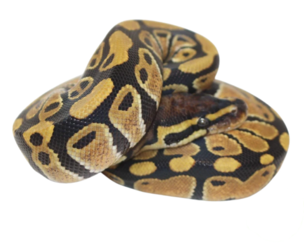 Het Clown Ball Python