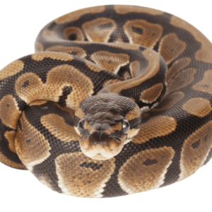 Het Clown Sub Adult Ball Python