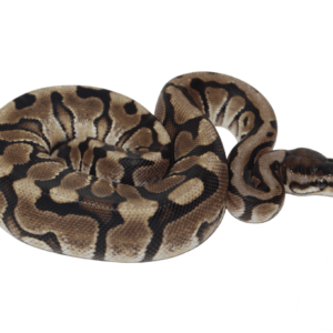 Hidden Gene Woma Ball Python