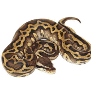 Hidden Gene Woma Pastel Yellowbelly Ball Python