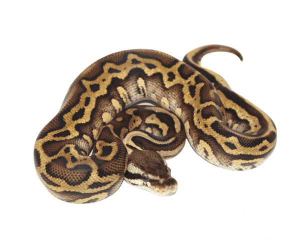 Hidden Gene Woma Pastel Yellowbelly Ball Python