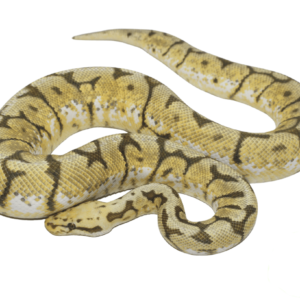 Honey Bee Ball Python Adult