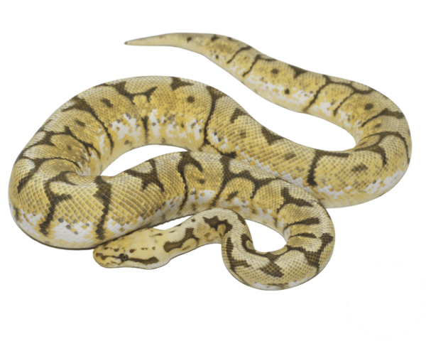 Honey Bee Ball Python Adult