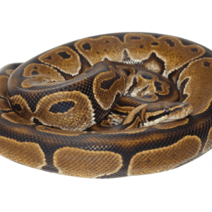 HRA Adult Ball Python LARGE PROVEN BREEDER