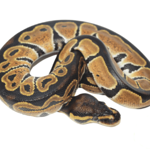 HRA Ball Python