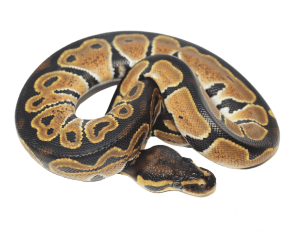 HRA Ball Python