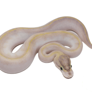 Ivory Ball Python for sale