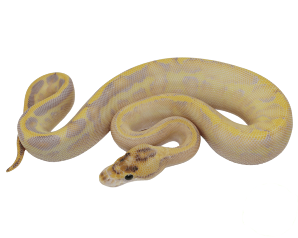 Ivory Leopard Enchi Ball Python