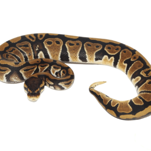 Jedi Ball Python