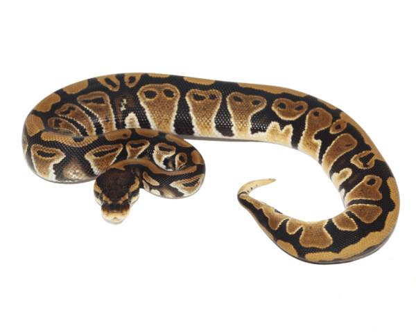 Jedi Ball Python