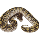 Jedi Mojave Ball Python