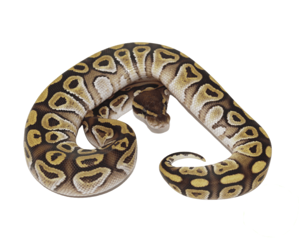 Jedi Mojave Ball Python