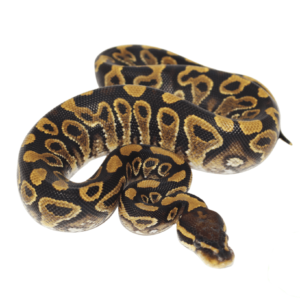 Jedi Yellowbelly Ball Python