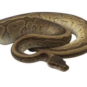 Jigsaw Ball Python