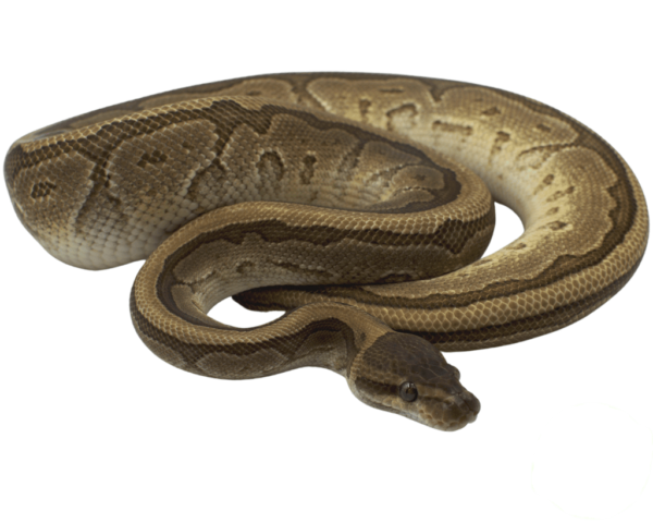 Jigsaw Ball Python Adult