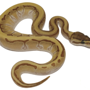 Kingpin Ball Python