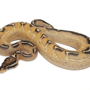 Lace Black Back Freeway Ball Python