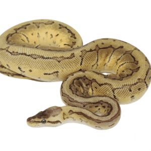 Lemonblast Ball Python