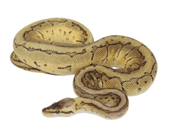 Lemonblast Ball Python